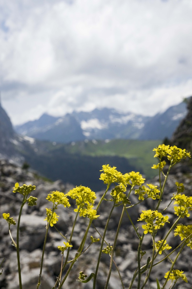 Fleurs de montagne en Gruyère