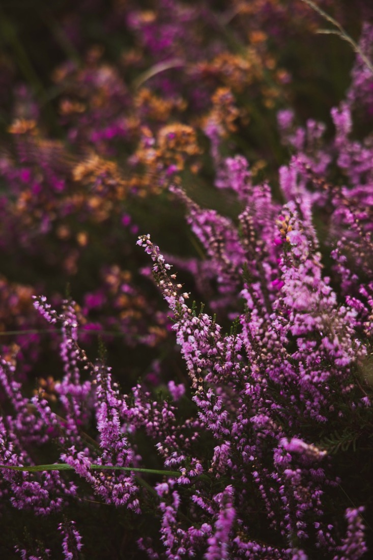 Bruyère en fleurs, ambiance nature